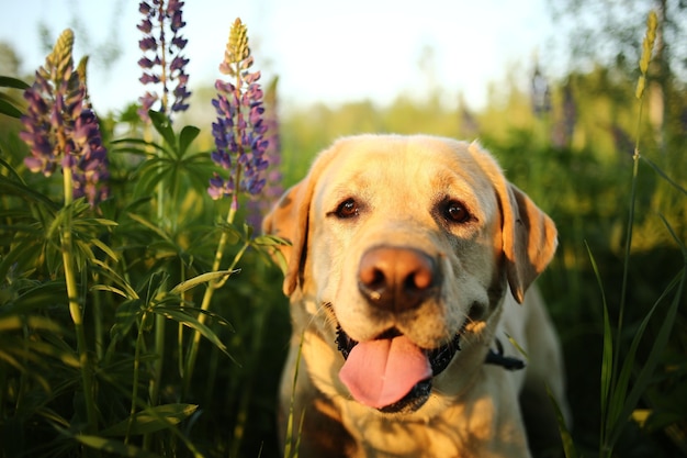 Foto vriendelijk labrador retriever met beige vacht uitstekende tong wandelen tussen groen gras en bloemen