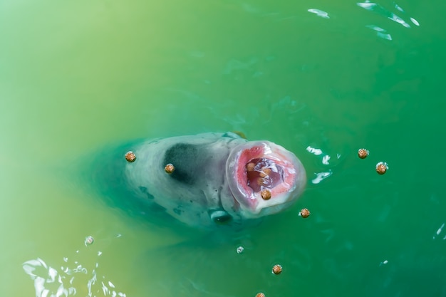 Foto vriendelijk vissende karper in vijver die rijk is aan chlorella.