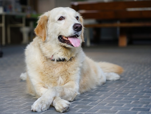 Foto vriendelijke jonge golden retriever hond kruisbenen tot op de vloer