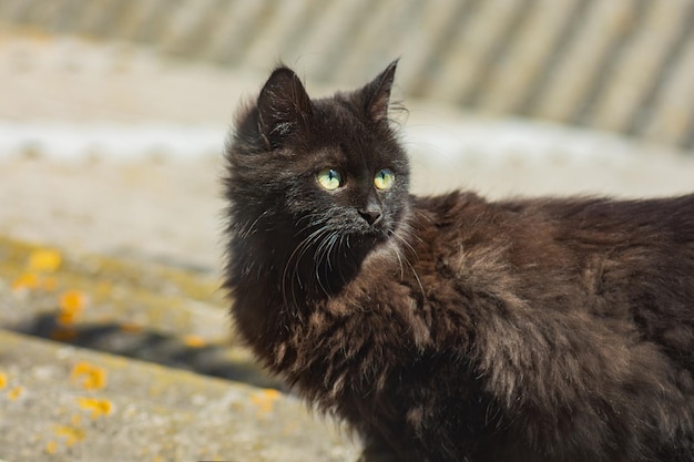 Foto vriendelijke katten op straat dakloze katten hebben een nieuw thuis nodig eenzame dakloze kat