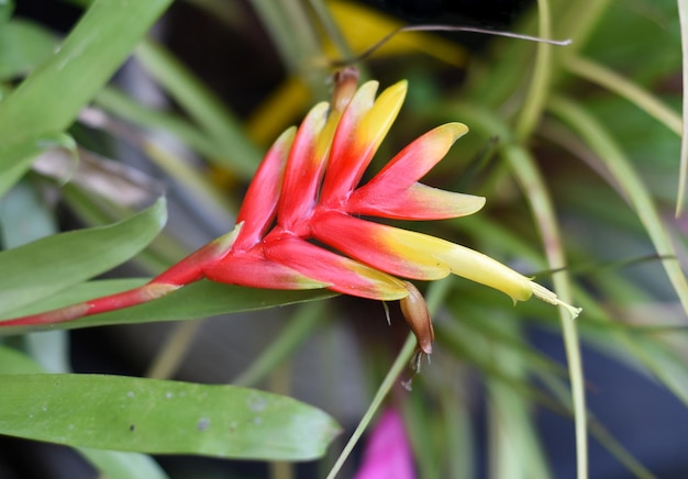 Vriesea carinata flower close up