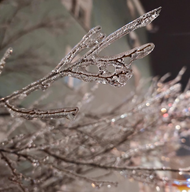 Foto vriesregen op boomtakken's nachts meteorologische weer- en milieuconcept