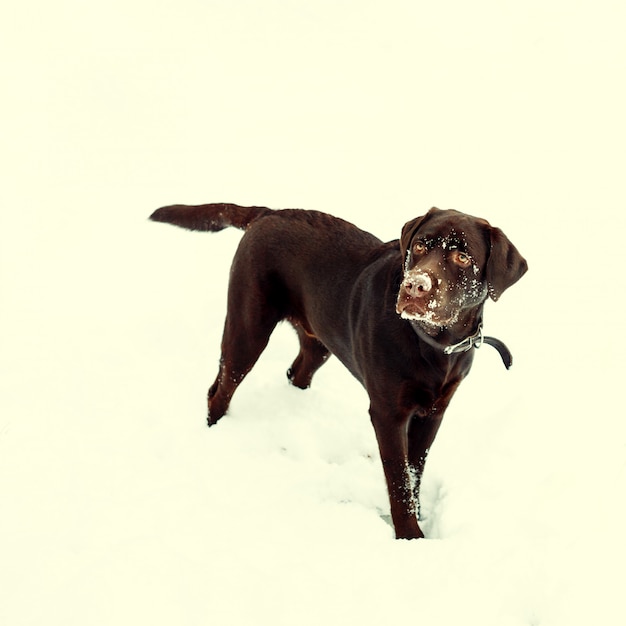 Vrij bruine Labrador in de winter