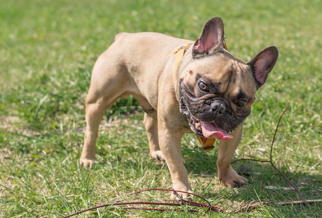 Vrij grappige Franse bulldog buiten op een zonnige zomerdag