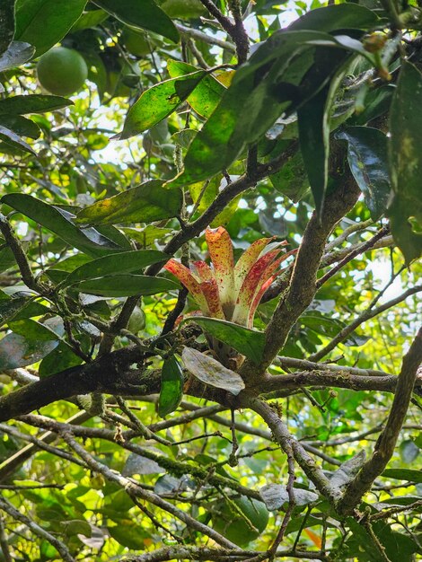 Vrij leven in de bergen met citrusvruchten Santa Fe National Park