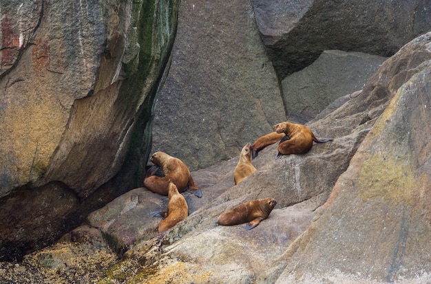 Foto vrij ontspannende zeehond in de stenen kust