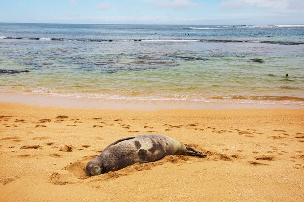 Vrij ontspannende zeehond in het strand, Hawaii, USA