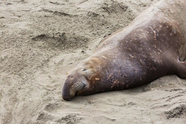 Vrij ontspannende zeeolifanten op het strand, californië, vs.