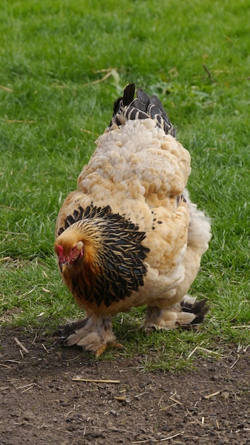 Foto vrije kippen brahma op gras