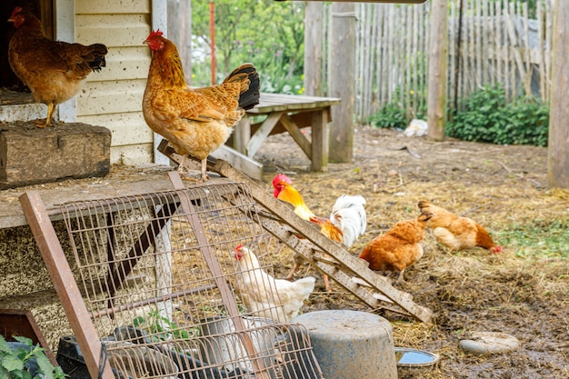 Vrije uitloopkip op biologische dierenboerderij die vrij graast in de tuin op ranch achtergrond kip kippen gr...