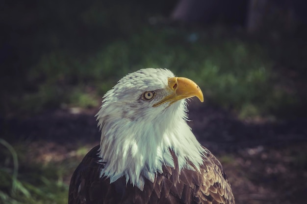 vrijheid, Amerikaanse zeearend (Haliaeetus leucocephalus)