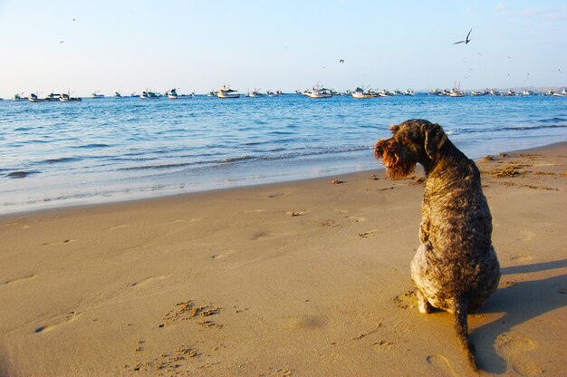 Foto vrijheid van een hond