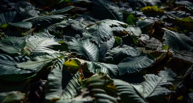 Vroeg gevallen herfstbladeren in de schemering. Dicht tapijt van groen gebladerte, close-up. Abstracte donkergroene plant achtergrond.