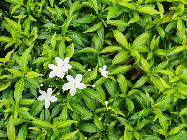 Vroeg in de ochtend Jasminum auriculatum witte bloemen in contrast met bladeren geven wit en groen Ziet er mooi en fris tegelijk uit