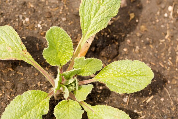 Vroeg plantseizoen in de plaatselijke gemeenschapstuin.