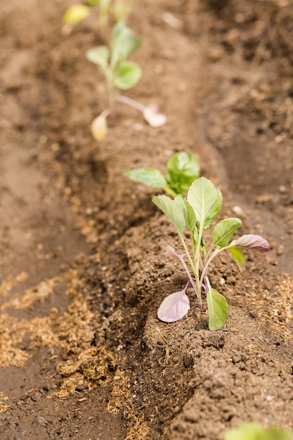 Vroeg plantseizoen in de plaatselijke gemeenschapstuin.