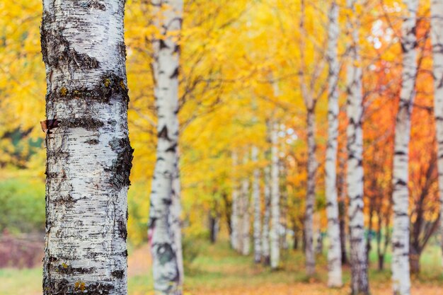 Foto vroege herfst berk steeg met gele bladeren