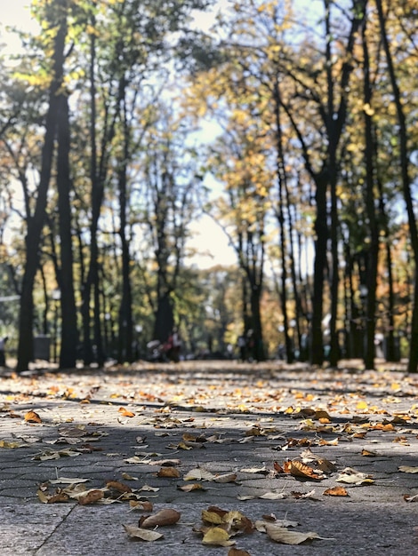 Vroege herfst bladeren op de grond in centraal stadspark