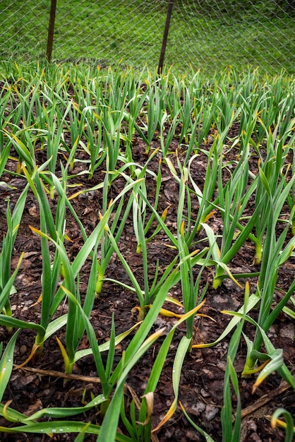 Vroege knoflookplanten op een grond in het voorjaar close-up biologisch geteelde knoflookplantage in de moestuin Kleine jonge knoflook Knoflookplanten op een grond