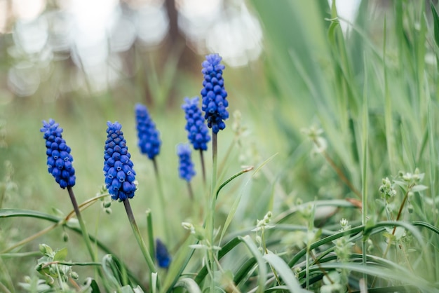 Vroege lente blauwe muscari of druif hycinth bloemen in de tuin