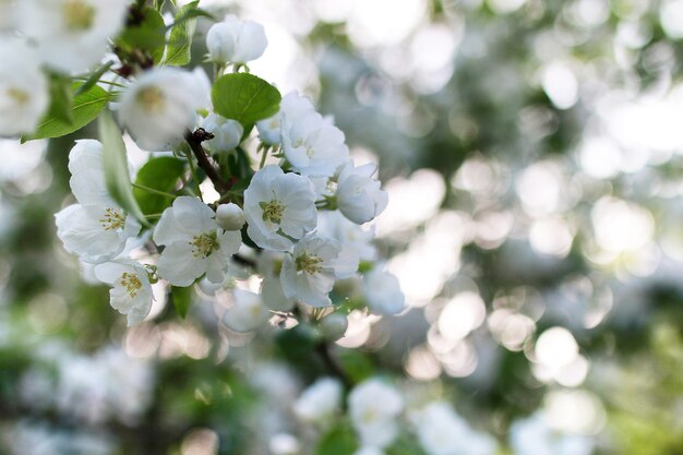 Vroege lente de bloeiende appelboom met helderwitte bloemen