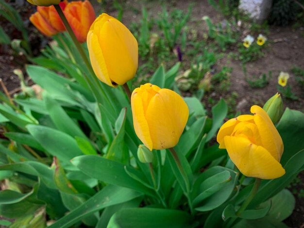 Vroege lente gele en oranje tulpenbloemen in groen bloembed