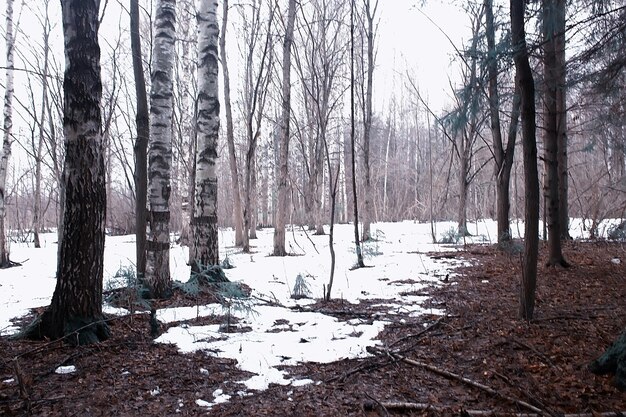 vroege lente in het bos / bomen zonder bladeren, sneeuw smelt, grijs triest bospark in de lente