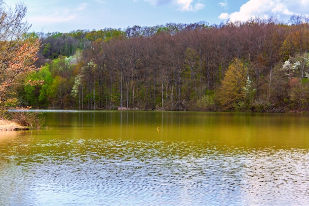 vroege lente landschap op een bosmeer