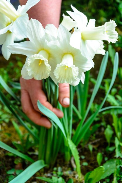 Vroege lente narcis bloem aantrekkelijke decoratieve plant