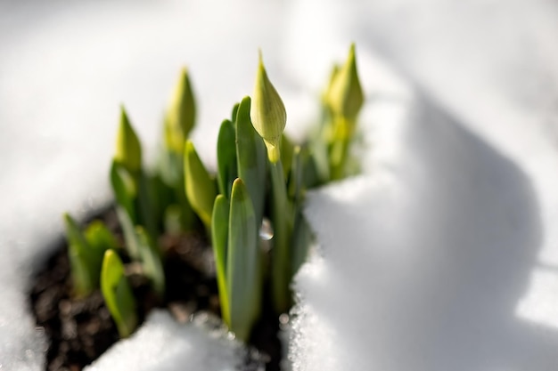 Vroege lente narcissus narcis bloem groeit in de sneeuw