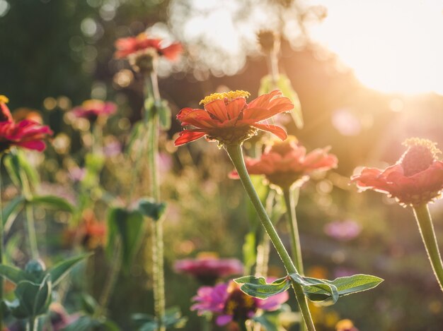 Vroege lentebloemen op een gras