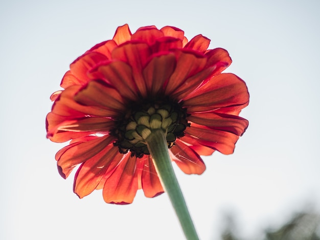 Vroege lentebloemen op een gras