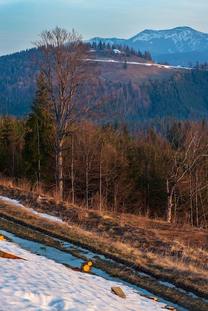 Vroege ochtend lente Karpaten