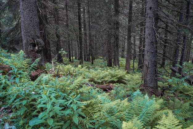 Vroege ochtendzon in het groene bos