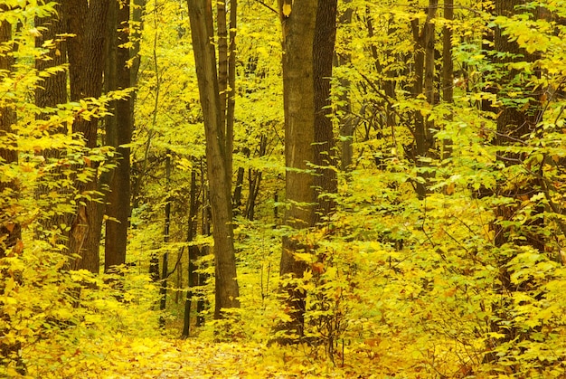 Vroege ochtendzon in het herfstbos