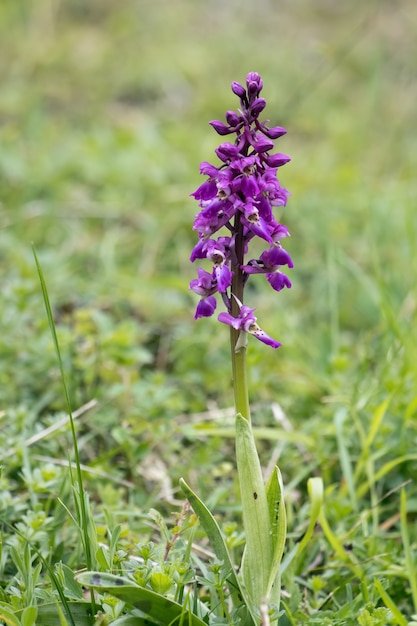 Vroege paarse orchidee (Orchis mascula) bloeiend in de buurt van East Grinstead