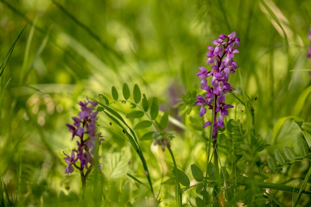 Vroege paarse orchidee - Orchis mascula in natuurlijke habitat