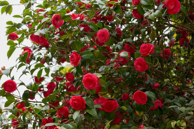 Vroege tekenen van lente rode camelia bloemen bloeien op grote struik