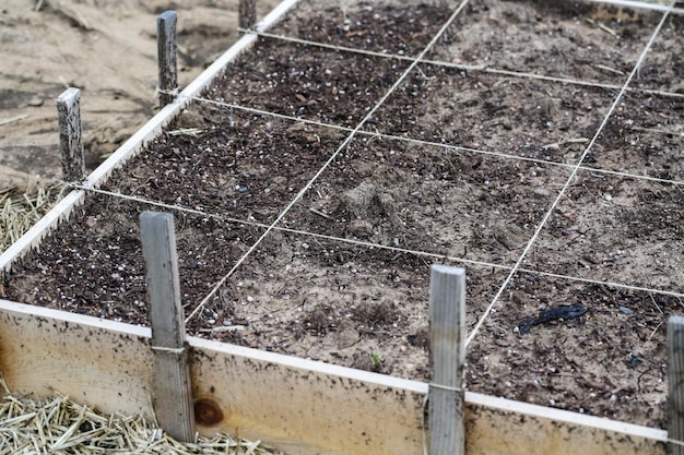 Vroege zomer aanplant in stadstuin.