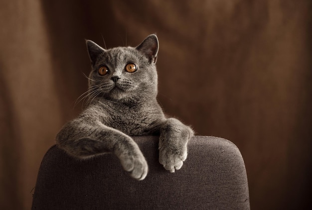 Vrolijk katje van Schots ras en grijze kleur speelt op een stoel grappig huisdier de kat speelt thuis Schots kattenportret