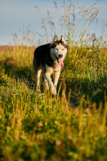 Vrolijke grappige husky hond rent vooruit op het gras in een zonnige avondwandeling