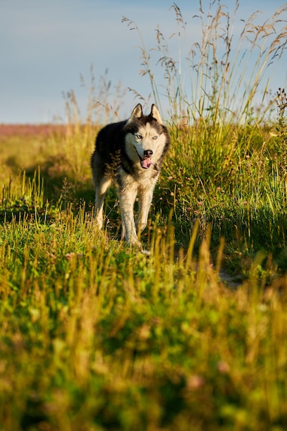 Vrolijke grappige husky hond rent vooruit op het gras in een zonnige avondwandeling