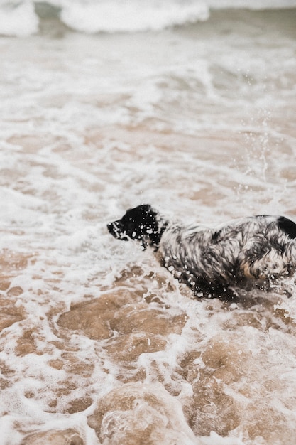 Vrolijke hond genietend van de zee