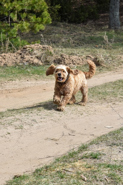 Vrolijke hond loopt op een open plek in het bos