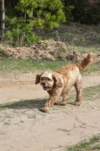 Vrolijke hond loopt op een open plek in het bos