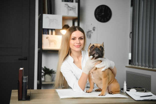 Vrolijke jonge dierenarts die een mooie Franse buldog van de huisdierenhond behandelt en onderzoekt