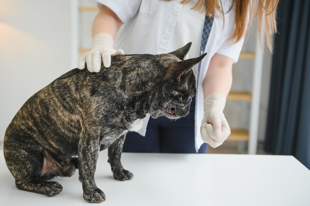 Vrolijke jonge dierenarts die een mooie hond Franse bulldog verzorgt en onderzoekt