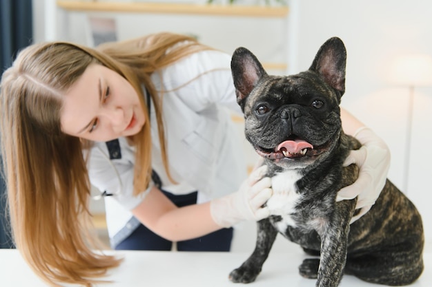 Vrolijke jonge dierenarts die een mooie hond Franse bulldog verzorgt en onderzoekt