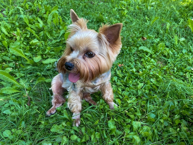 Vrolijke mooie kleine binnenlandse rasechte hond Yorkshire Terriër zit op groen gras