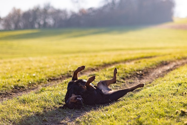 Vrolijke rottweiler maakt salto's in de wei onder de ochtendzon